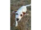 Adopt Ozzy a Dachshund / Jack Russell Terrier / Mixed dog in Minneapolis