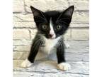 Adopt Trucker a All Black Domestic Shorthair / Mixed cat in Harrisonburg