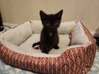 Adopt Pepper a Black & White or Tuxedo Domestic Mediumhair (medium coat) cat in