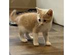 Adopt String Bean a Tan or Fawn Tabby Domestic Shorthair / Mixed cat in