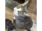 Adopt Jody a Gray or Blue Domestic Shorthair / Mixed cat in Harrisonburg