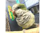 Adopt Cosmo a Parrot - Other bird in Des Moines, IA (39153356)