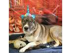Adopt Arya a Black Akita / Siberian Husky / Mixed dog in Easton, PA (39168754)