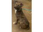 Adopt Gus a Pit Bull Terrier / Mixed dog in Norman, OK (39168729)