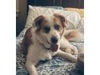 Adopt Appa Aussie a White - with Brown or Chocolate Australian Shepherd / Mixed
