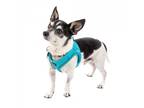 Adopt Snoop Dogg 11008 a White - with Tan, Yellow or Fawn Rat Terrier /
