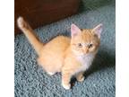 Adopt Shower a Orange or Red Tabby Domestic Mediumhair / Mixed (long coat) cat