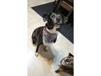 Adopt Artemis a Black - with White American Pit Bull Terrier / Mixed dog in