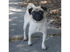 Adopt ROSEMARY a Tan/Yellow/Fawn Pug / Mixed dog in Pt. Richmond, CA (39168668)