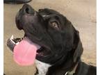 Adopt Quintessa a Black - with White Boxer / Mixed dog in Carrollton