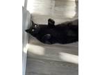 Adopt Tibbs a Black (Mostly) Bombay / Mixed (short coat) cat in Havre de Grace