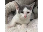 Adopt Scout a Gray or Blue American Shorthair / Mixed cat in Chattanooga