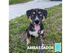 Adopt Moe a Black Husky / Australian Cattle Dog / Mixed dog in Sarasota