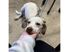 Adopt Aldi a Tan/Yellow/Fawn Beagle / Mixed dog in Wheeling, IL (39168631)
