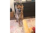 Adopt Rocky a Brown/Chocolate - with Tan German Shepherd Dog / Mixed dog in