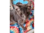 Adopt Fruit Loop a Gray, Blue or Silver Tabby Domestic Shorthair / Mixed cat in