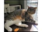 Adopt Mary Kate a Brown Tabby Domestic Shorthair / Mixed (short coat) cat in