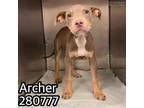 Adopt Archer a Gray/Silver/Salt & Pepper - with Black Pit Bull Terrier / Mixed