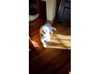 Adopt Pepper Ann a White Maltipoo / Poodle (Miniature) / Mixed dog in Hanover