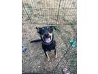 Adopt Huck a Black - with Tan, Yellow or Fawn Labradoodle / German Shepherd Dog