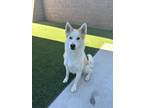 Adopt Loki a White - with Tan, Yellow or Fawn Husky / Chow Chow / Mixed dog in