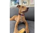 Adopt Davidson a Red/Golden/Orange/Chestnut - with White Vizsla / Pit Bull