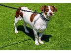 Adopt MARCELLA a White Beagle / Parson Russell Terrier / Mixed dog in Tustin