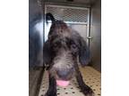 Adopt Sam a Schnauzer (Standard) / Poodle (Standard) / Mixed dog in Birmingham