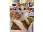 Adopt Ghiradelli a Orange or Red Tabby Domestic Shorthair (short coat) cat in