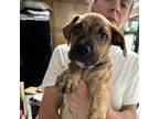 Adopt Jada a Brindle Wirehaired Fox Terrier / Airedale Terrier / Mixed dog in