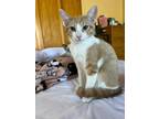 Adopt Hershey a Orange or Red Tabby Domestic Shorthair (short coat) cat in San