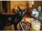 Adopt Pippa a Black (Mostly) Bombay (short coat) cat in Saint Louis