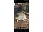 Adopt Charlie a White Husky / Mixed dog in Grandview, WA (39168356)