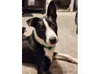 Adopt Roach a Black - with White Border Collie / Mutt / Mixed dog in Atlanta