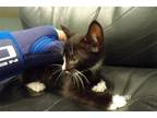 Adopt A014187 a Black & White or Tuxedo Domestic Mediumhair / Mixed (medium