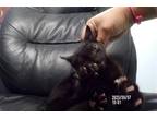 Adopt A014188 a All Black Domestic Mediumhair / Mixed (medium coat) cat in