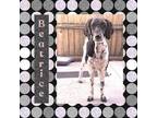 Adopt Beatrice a Black - with White Poodle (Standard) / Mixed dog in Littleton