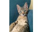 Adopt Spiderman a Tan or Fawn Tabby Domestic Shorthair (short coat) cat in San