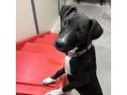 Adopt Eve a Black Pointer / Mixed dog in Las Vegas, NV (39167988)