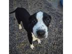 Adopt Anna a Black Pointer / Mixed dog in Las Vegas, NV (39167987)