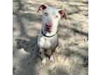 Adopt Nigel a White - with Tan, Yellow or Fawn Catahoula Leopard Dog / Mixed dog