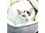 Adopt Niko a White (Mostly) Turkish Van / Mixed (short coat) cat in Westlake