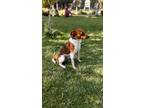 Adopt CESAR a Red/Golden/Orange/Chestnut - with White Jack Russell Terrier /
