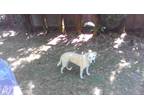 Adopt Lila a Tan/Yellow/Fawn - with White Labrador Retriever / Mixed dog in