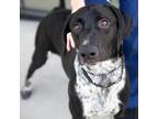 Adopt Texas Red a Black Mixed Breed (Large) / Pointer / Mixed dog in Salt Lake