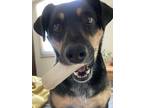 Adopt Luke a Black - with Tan, Yellow or Fawn Australian Cattle Dog / Basenji