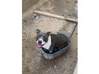 Adopt Hank a Gray/Blue/Silver/Salt & Pepper American Pit Bull Terrier / Mixed