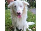 Adopt Dash a White Australian Shepherd / Sheltie, Shetland Sheepdog / Mixed dog