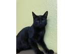 Adopt Crosstrek a Domestic Shorthair / Mixed cat in Fresno, CA (39167911)