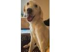 Adopt Tyrion a White Labrador Retriever / Mixed dog in Willcox, AZ (39149878)